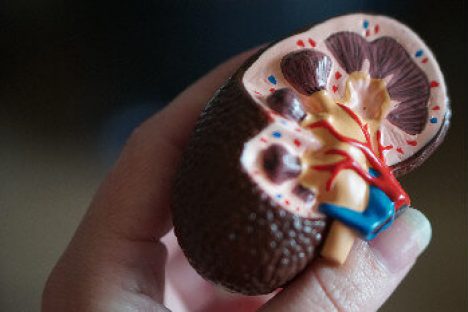 Eine Hand hält das Modell einer Niere